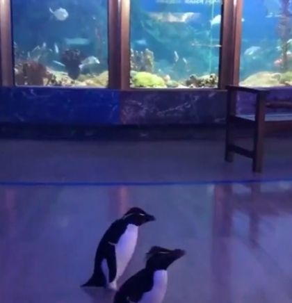 Pingvini istražuju svoj akvarijum dok je zatvoren za posjetitelje (VIDEO)
