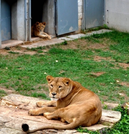 RZC 'Pionirska dolina' i zoo vrt zatvorena za posjetioce do daljnjeg