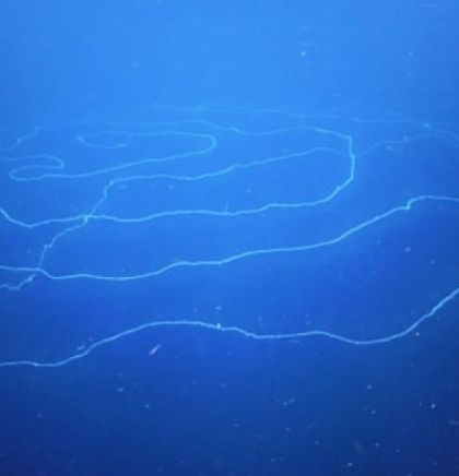 (VIDEO)Otkrivena najduža životinja na svijetu u dubokom okeanu izvan Australije