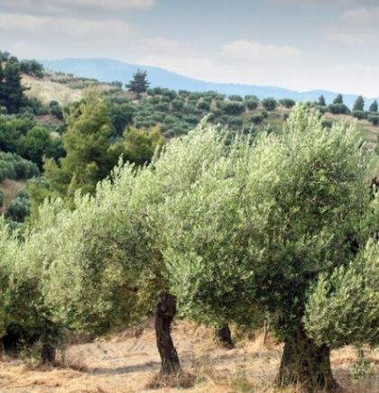 Drevna stabla maslina širom Europe umiru od bolesti