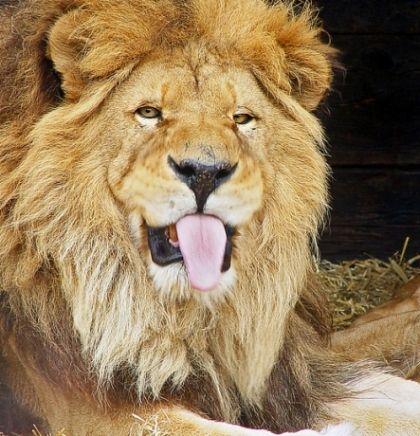 I lavovi u zoološkom vrtu u Bronxu pozitivni na koronavirus