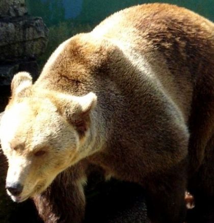 U poslednja tri mjeseca izgubljeno šest jedinki medvjeda u BiH
