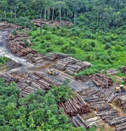 U Amazoniji kriminalna grupa posjekla 9.000 stabala starijih od 100 godina