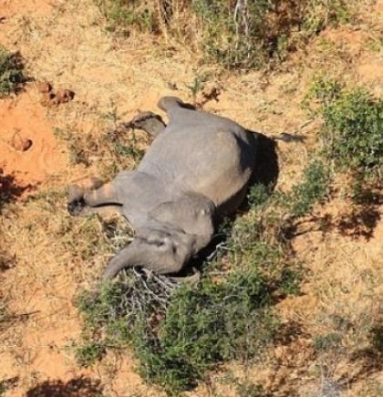 Stotine slonova uginulo u Bocvani