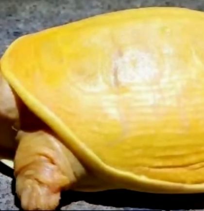 U Indiji otkrivena rijetka žuta albino kornjača