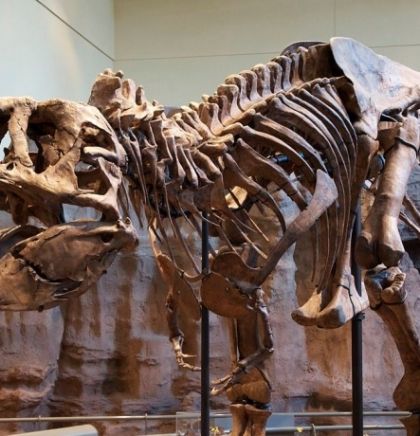  Lovci na fosile otkrili kosti nepoznatog dinosaura, srodnika T.Rexa