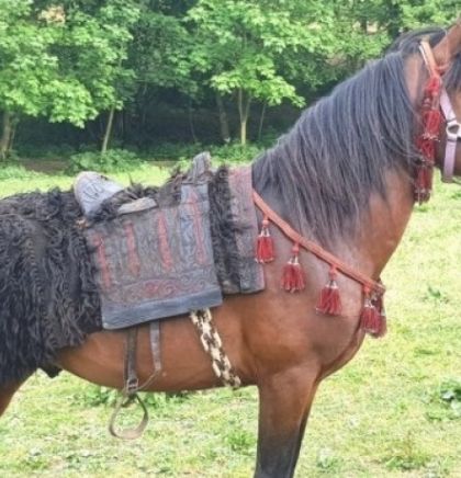 U toku pripreme za osnivanje novih ergela bosanskih brdskih konja