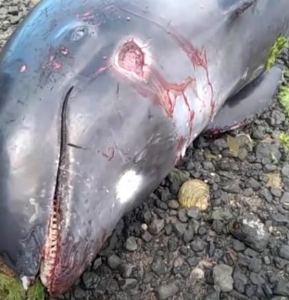 Još sedam delfina pronađeno mrtvo na plaži na Mauricijusu