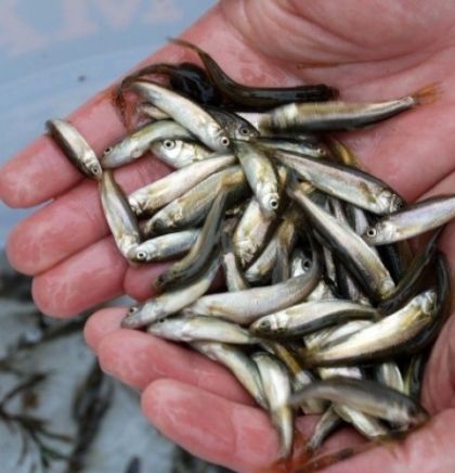 Projekt o očuvanju steno-endemske vrste ribe 'prikanac' na Mostarskom blatu