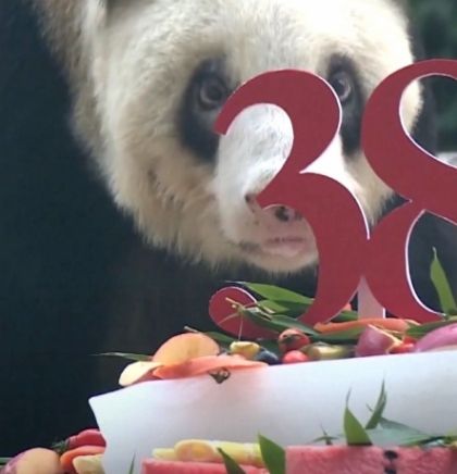Najstarija panda na svijetu proslavila 38 rođendan