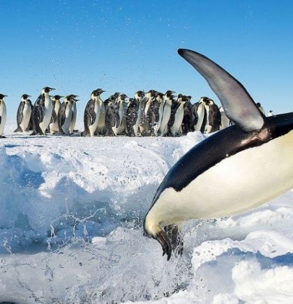 Sateliti otkrili nove kolonije carskih pingvina