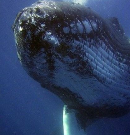Australija - 108 kitova spašeno nakon nasukavanja
