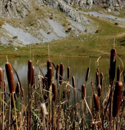 EKOLJUBLJA/Uni&scaron;tavanje biolo&scaron;ke raznolikosti: Ako se ne promijenimo, čeka nas najgori scenario