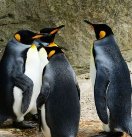 Pingvini u londonskom akvariju u vrijeme zatvaranja gledaju božićne filmove