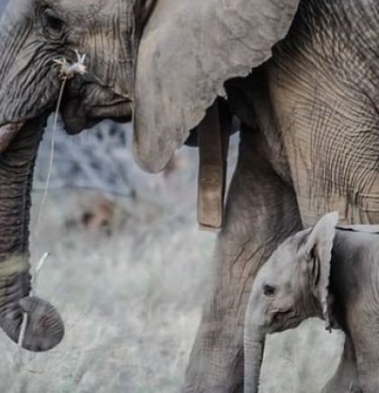 Japanski zoološki vrt predstavio prvu bebu slona rođenu u 138 godina