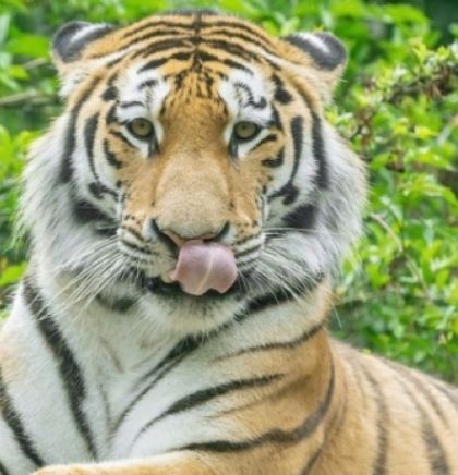 Bečki zoološki vrt Schönbrunn: Stigao sibirski tigar Pepe