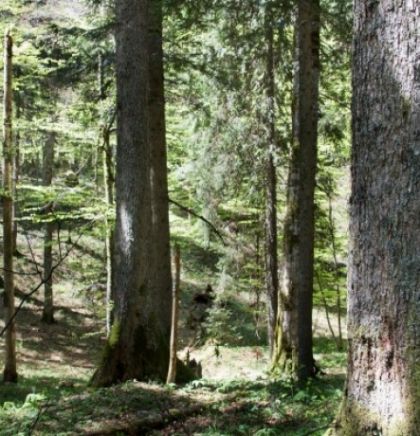 Svjetski dan okoliša u Kantonu Sarajevo posvećen prašumi Ravna Vala na Igmanu