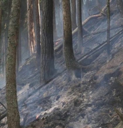 Centar za životnu sredinu: Pančićeva omorika nestaje u požaru, neophodna pomoć!