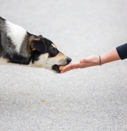 Dogs Trust: Suosjećamo sa žrtvom napada pasa i apelujemo na odgovornost vlasnika i vlasti