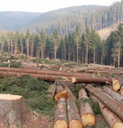 COP26: Svjetski lideri obećavaju da će zaustaviti masovno krčenje šuma do 2030.