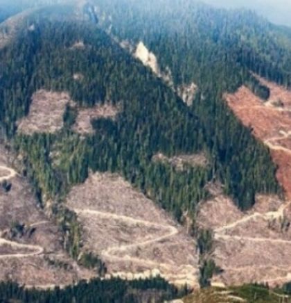 U Kolumbiji 225.000 hektara šume uništeno u jednoj godini