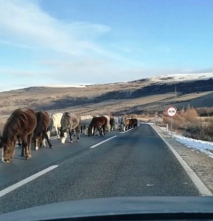 Divlji konji stvaraju velike probleme vozačima od Livna prema Šujici