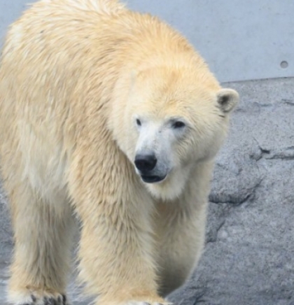 Berlinski zoološki vrt izgubio posljednjeg polarnog medvjeda