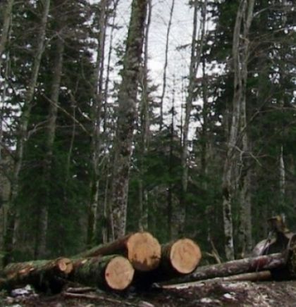 Koristite umjetne borove jer prirodni resursi nisu neiscrpni - kampanja