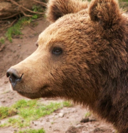 U Sloveniji se učetvorostručio broj medvjeda