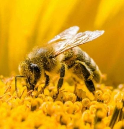'Zaštitimo pčele, spasimo ekosistem' – prezentacija projekta