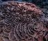 Divovski koraljni greben otkriven kod Tahitija