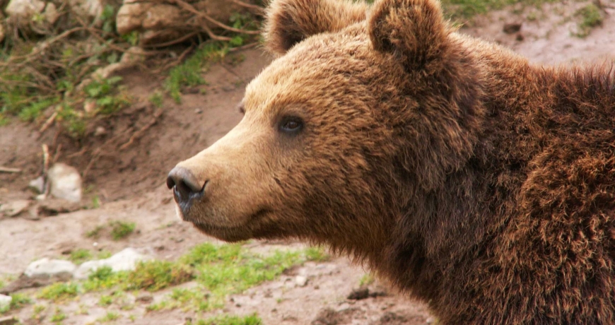 U Sloveniji se učetvorostručio broj medvjeda
