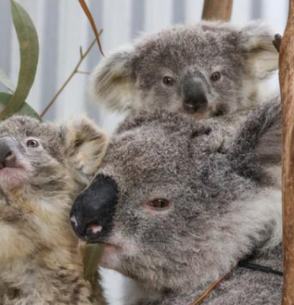 Australija stavila koale na listu ugroženih životinja