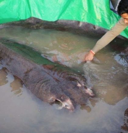 Najveća slatkovodna riba na svijetu uhvaćena u rijeci Mekong