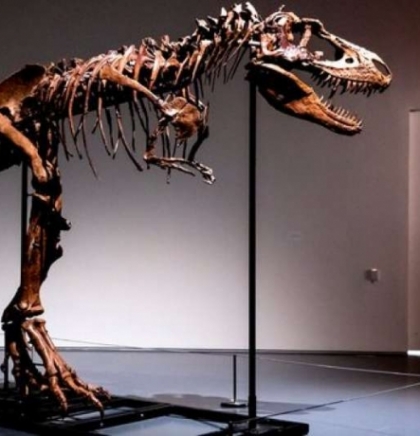 Skelet drevnog dinosaurusa prodat na aukciji po prvi put privatnom kupcu za 6 miliona dolara
