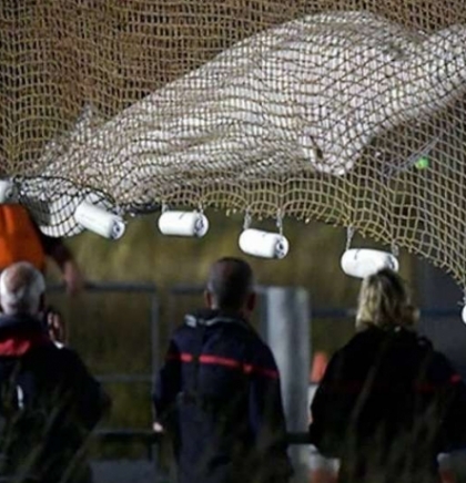 Kit beluga koji je zalutao u francusku rijeku Senu eutaniziran uprkos naporima spašavanja