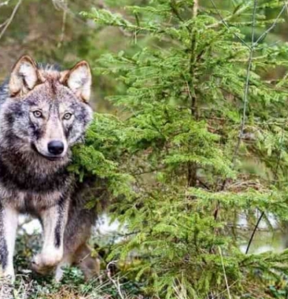 Populacija vukova povećava se u švicarskim Alpama