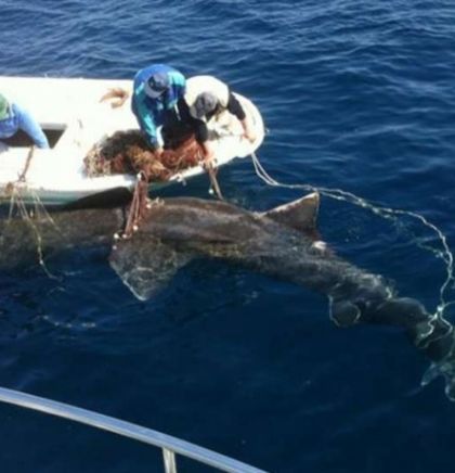 Istraživanje: U Jadranu 60 vrsta morskih pasa i raža, 70 posto ih je ugroženo