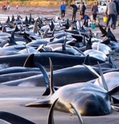 Na Novom Zelandu na obalu se nasukalo 477 kitova