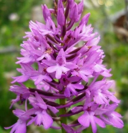 Na području Hutova blata rastu četiri vrste ugroženih orhideja