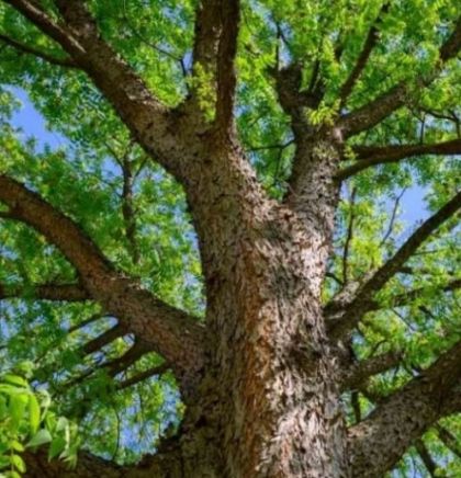 Grad Mostar nominirao tri stabla za 'Stablo godine', glasovanje kreće sutra