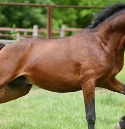 U decembru UNESCO odlučuje o upisu Nevesinjske olimpijade i Tradicije uzgoja konja lipicanera