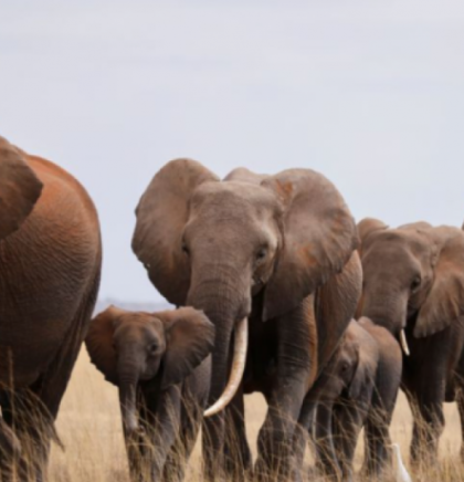 U sušom pogođenoj Keniji uginulo više od 200 slonova, stotine zebri i gnuova
