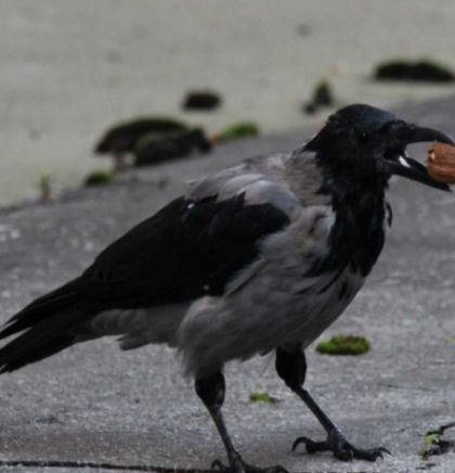 Naše ptice: Sive vrane imaju važnu ulogu u gradskom ekosistemu
