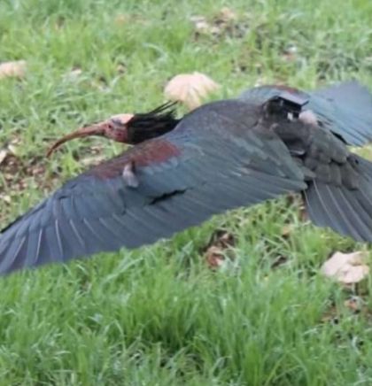 Nakon više od 200 godina ćelavi ibis viđen u dolini Neretve