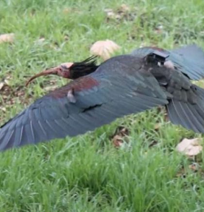 Nakon vi&scaron;e od 200 godina ćelavi ibis viđen u dolini Neretve