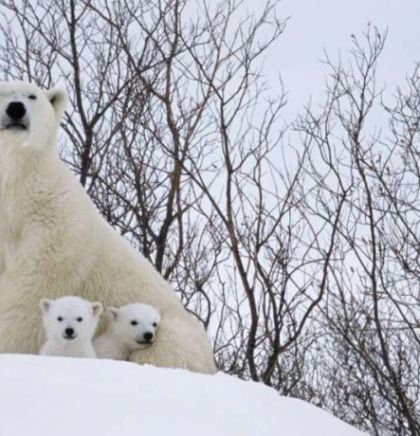 Međunarodni dan polarnih medvjeda ima za cilj zaštititi mlade tokom ranjivog razdoblja