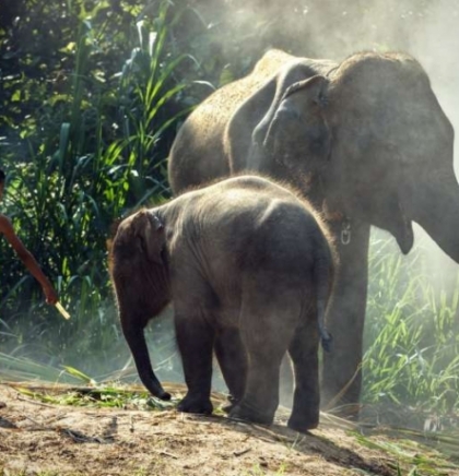 Šri Lanka zabranjuje plastiku za jednokratnu upotrebu kako bi spasila slonove