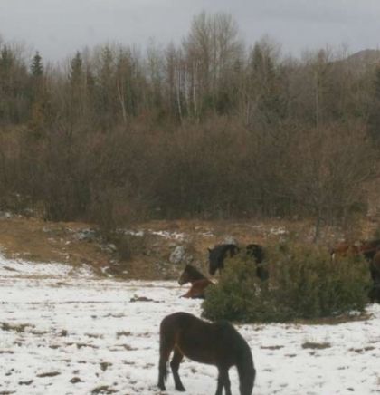BIHAMK - Na magistralnom putu Livno-Šuica učestali izlasci divljih konja na kolovoz