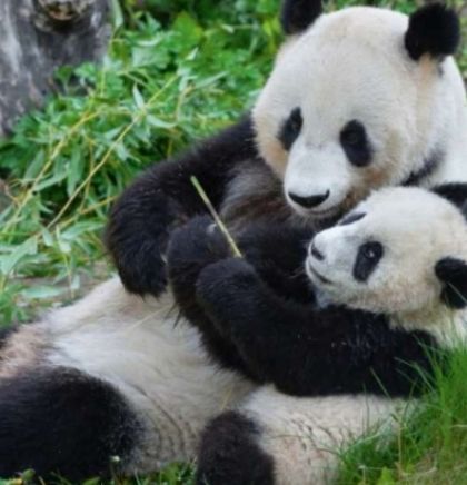 Bečki zoološki vrt proslavio 20 godina velikih pandi